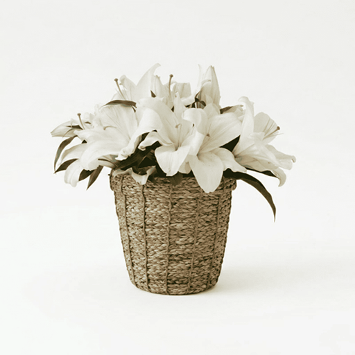 Lilies