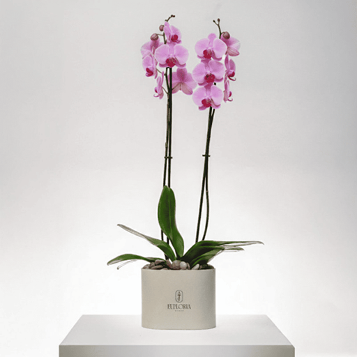 Orchids