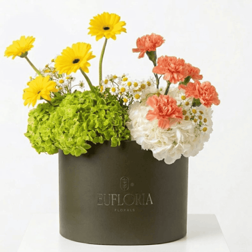 Gerbera
